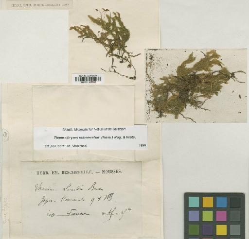 Thamnobryum subseriatum (Mitt. ex Sande Lac.) B.C.Tan - BM001108302