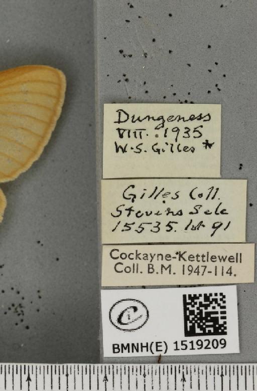 Lasiocampa trifolii flava ab. obsoleta-flava Tutt, 1902 - BMNHE_1519209_label_192663