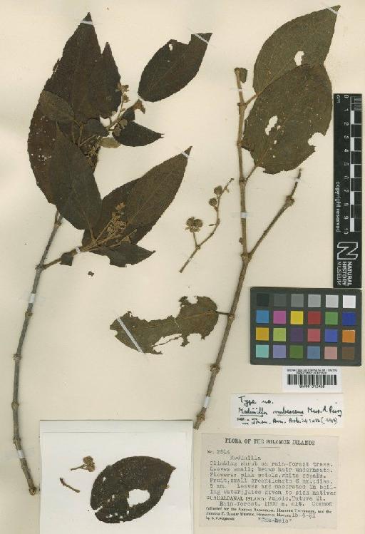 Medinilla rubescens Merr. & L.M.Perry - BM001015458