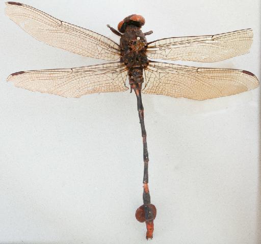 Phyllogomphoides aethiops Selys, 1854 - 011247179_Phyllogomphus_aethiops_T_dorsal