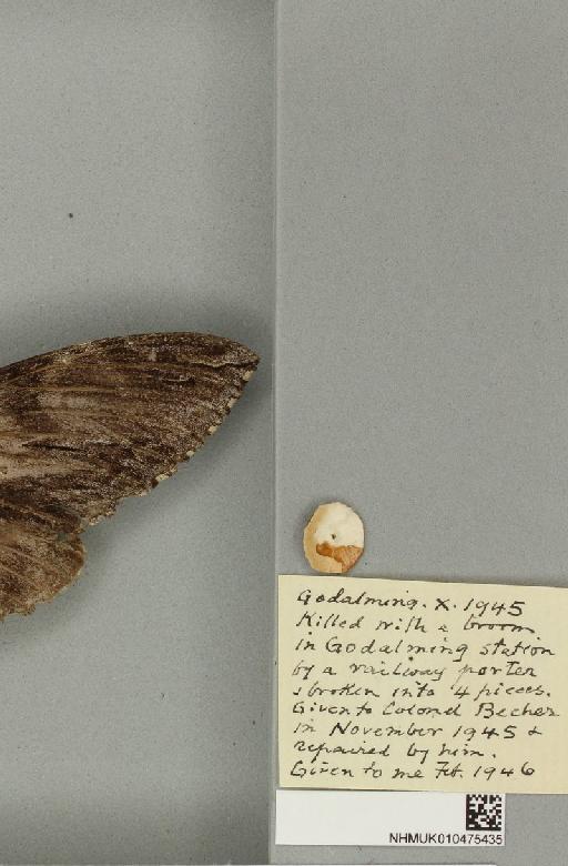 Agrius convolvuli ab. obscura Tutt, 1904 - NHMUK_010475435_label_527054