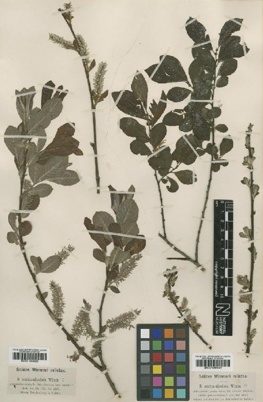 Salix silesiaca Willd. - BM001066885
