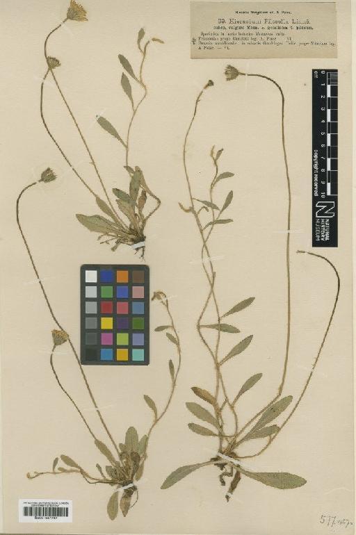 Hieracium pilosella subsp. vulgare (Tausch) Nägeli & Peter - BM001047292