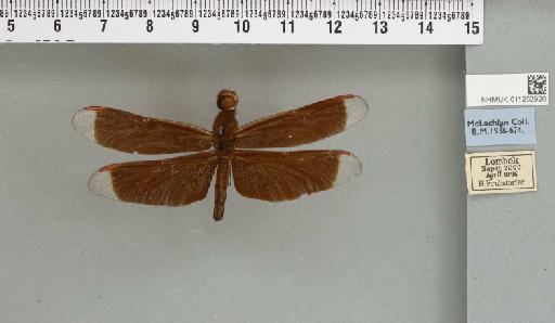 Neurothemis terminata Ris, 1911 - 011252926_99232_1255817_2