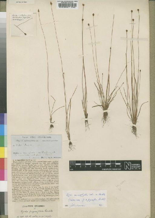 Xyris anisophylla Welw. ex Rendle - BM000085507