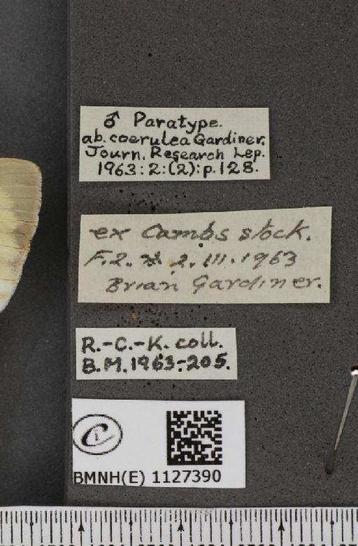 Pieris brassicae (Linnaeus, 1758) - BMNHE_1127390_label_84544