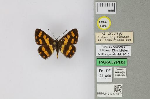 Synargis fandanga Dolibaina et al., 2013 - 013377307_Sinargis_fandanga_Dolibaina Dias Mielke & Casagrande_2013_PT
