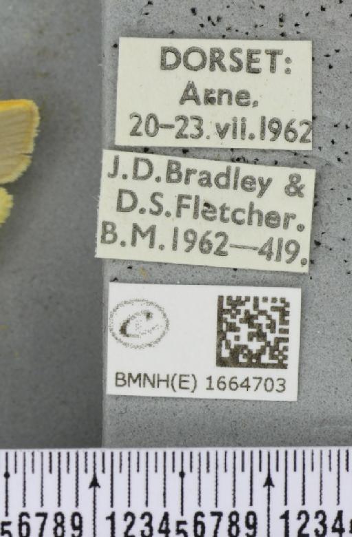 Eilema complana (Linnaeus, 1758) - BMNHE_1664703_label_288466