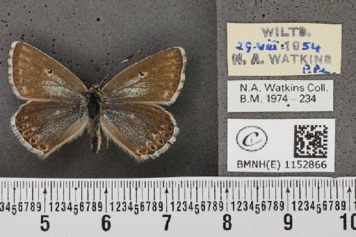 Lysandra coridon ab. antiaurantiaextensa Bright & Leeds, 1938 - BMNHE_1152866_103937