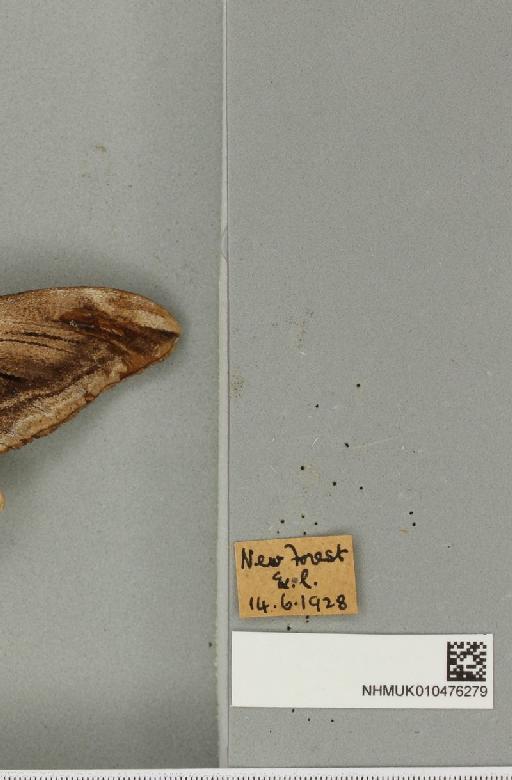 Sphinx ligustri Linnaeus, 1758 - NHMUK_010476279_label_533984