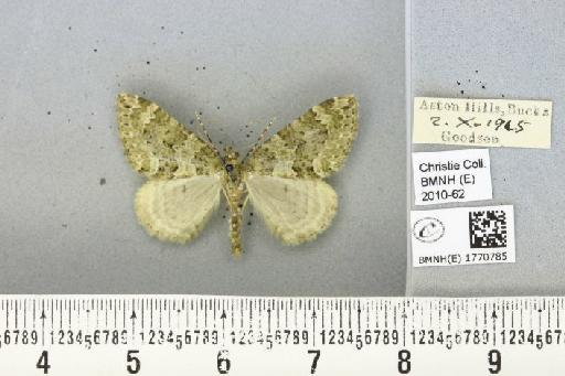 Chloroclysta miata (Linnaeus, 1758) - BMNHE_1770785_347656
