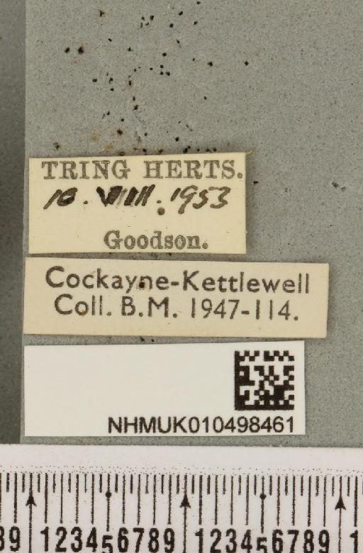 Colocasia coryli ab. melanotica Haverkampf, 1906 - NHMUK_010498461_label_556314