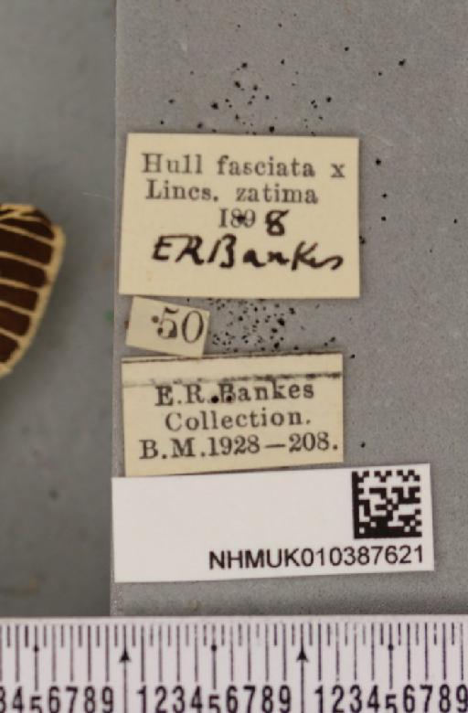 Spilosoma lutea Müller, 1926 - NHMUK_010387621_label_507083