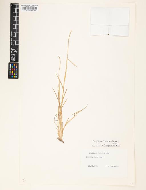 Aegilops triaristata Willd. - 000086434