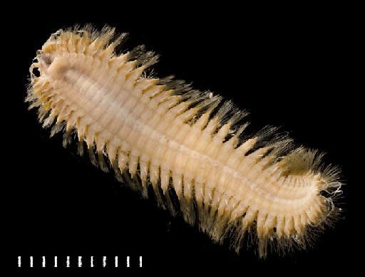 Lagisca antarctica McIntosh, 1885 - Polychaete type specimen 1885.12.1.59 ventral