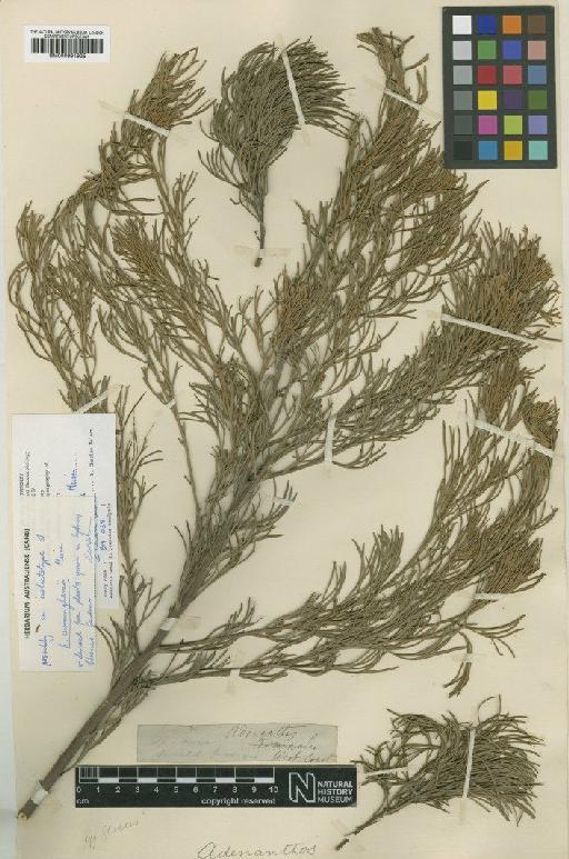 Adenanthos cunninghamii Meisn. - BM000991925