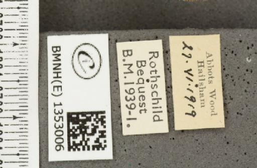 Ochlodes sylvanus (Esper, 1777) - BMNHE_1353006_label_155825