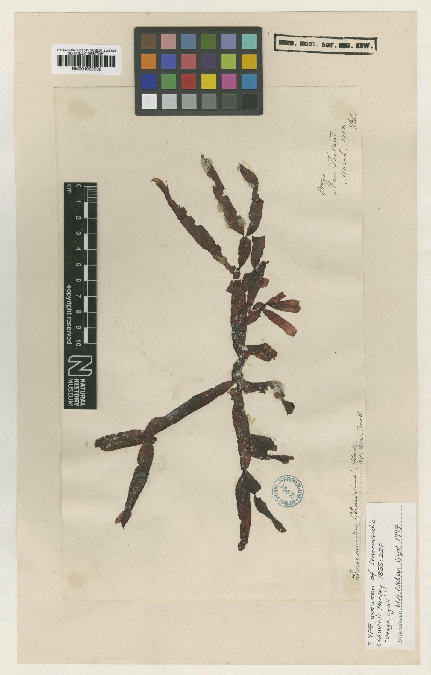 To NHMUK collection (Lenormandia chauvinii Harv.; Type; NHMUK:ecatalogue:717277)