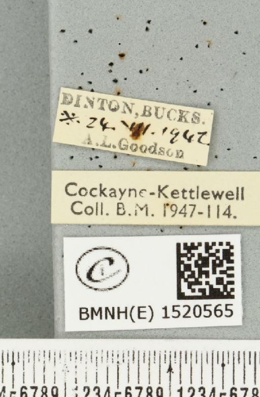 Malacosoma neustria ab. cervina-virgata Tutt, 1900 - BMNHE_1520565_label_190333