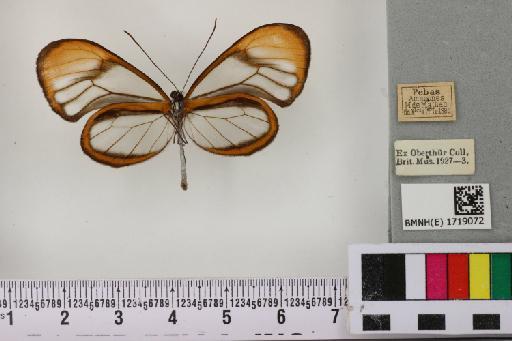 Hypoleria lavinia chrysodonia (Herrich-Schäffer, 1865) - BMNH(E) 1719072 Hypoleria lavinia chrysodonia male (2