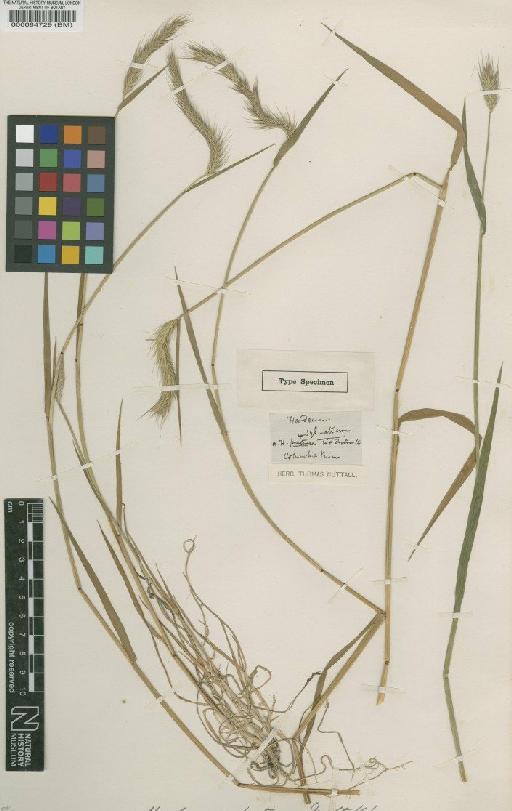 Hordeum brachyantherum Nevski - BM000084729 (2)