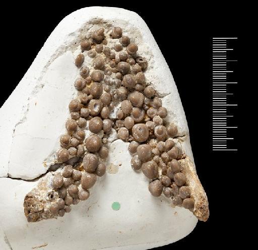 Gyrodus cretaceous Agassiz, 1844 - Image of NHMUK PV P 11157 Gyrodus cretaceous