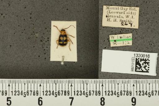 Diabrotica sinuata (Olivier, 1789) - BMNHE_1320018_17643