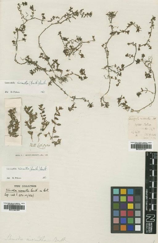 Limnophila micrantha Benth. - BM000997897