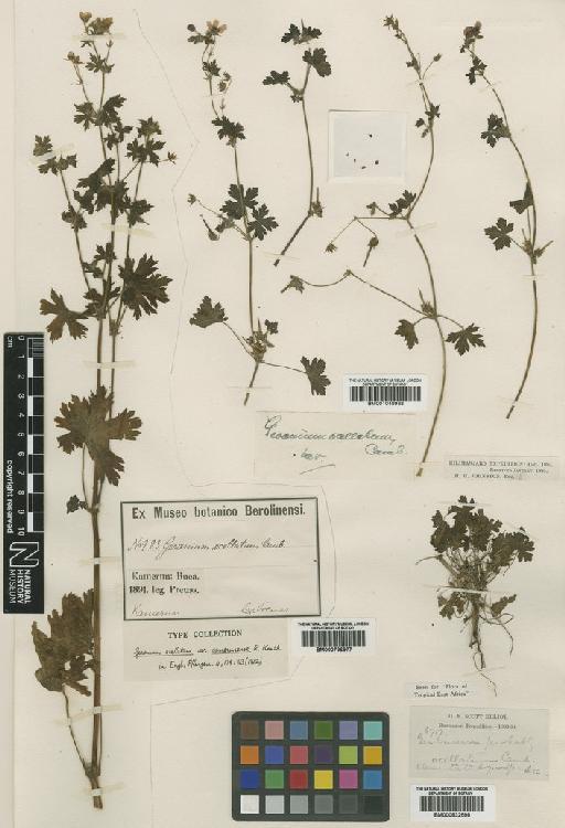 Geranium bequaertii De Wild. - BM001048938