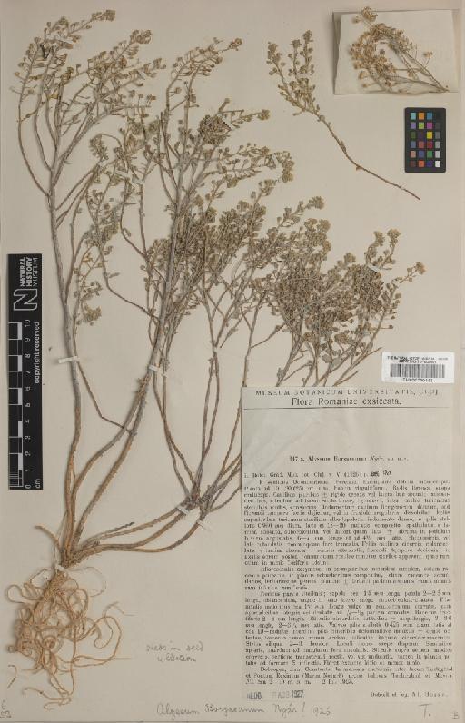 Alyssum borzaeanum Nyár. - BM000750163