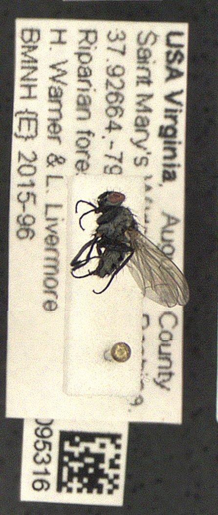 Anthomyia Meigen, 1803 - Diptera 010095316