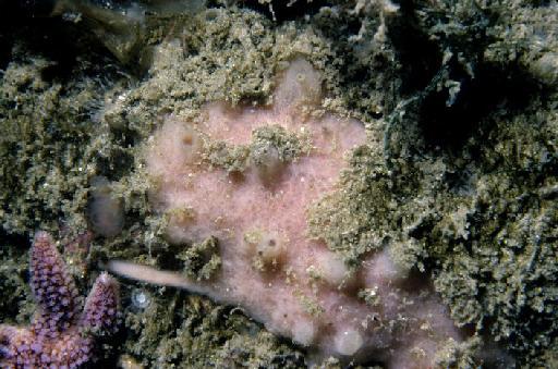 Haliclona (Halicholona) fistulosa - Porifera photographs