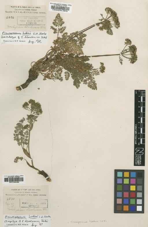 Pleurospermum hookeri C.B.Clarke - BM000944689