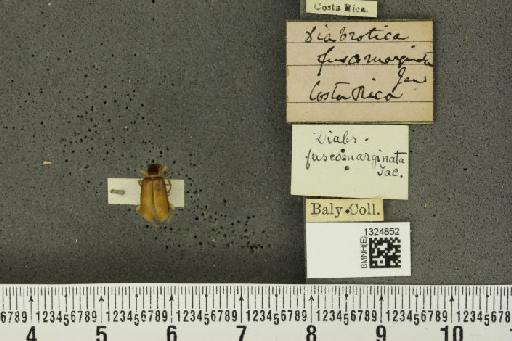Paranapiacaba fuscomarginata (Jacoby, 1878) - BMNHE_1324852_21821