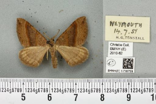 Scotopteryx chenopodiata (Linnaeus, 1758) - BMNHE_1738759_306358