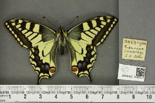 Papilio machaon britannicus Seitz, 1907 - BMNHE_1080203_69607