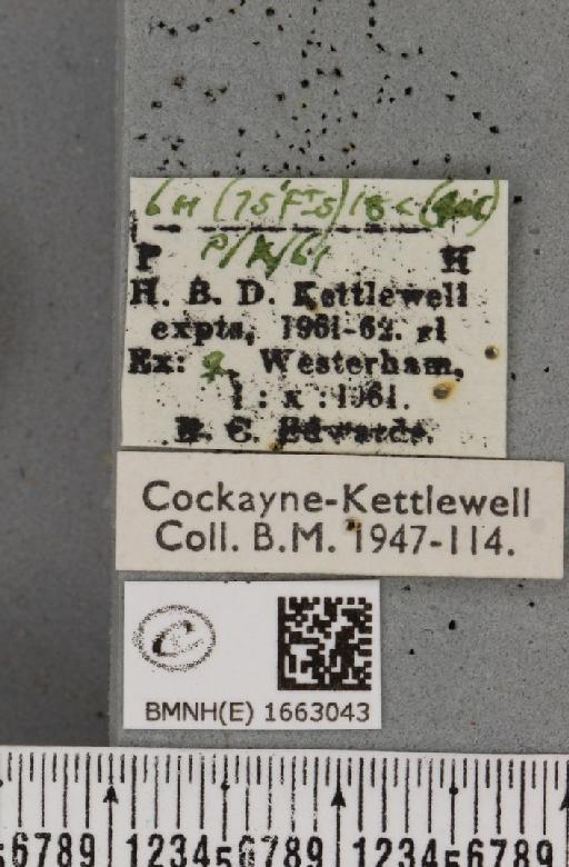 Utetheisa pulchella (Linnaeus, 1758) - BMNHE_1663043_label_283572