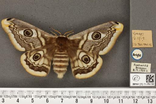 Saturnia pavonia ab. flavomaculata Schultz, 1909 - BMNHE_1639798_203800