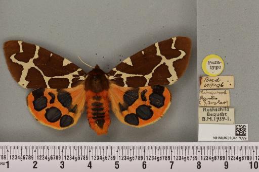 Arctia caja ab. basicincta Cockayne, 1947 - NHMUK_010417099_529483