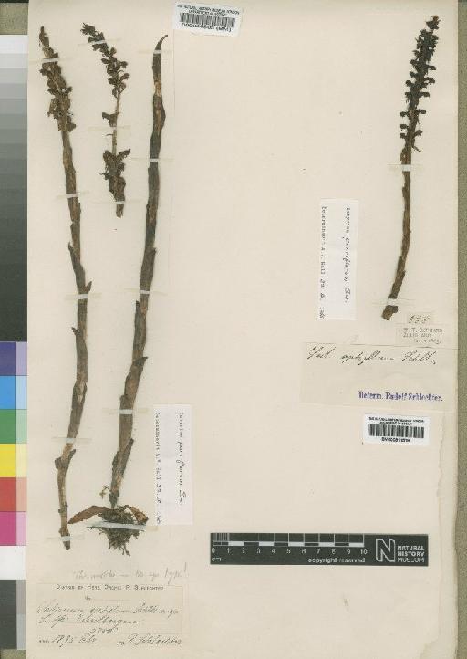 Satyrium parviflorum Sw. - BM000046803