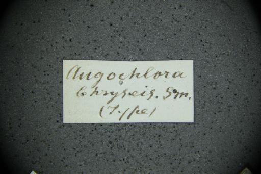 Augochlora chryseis Smith, F., 1879 - Augochlora_chryseis-NHMUK010265367-type-female-label2