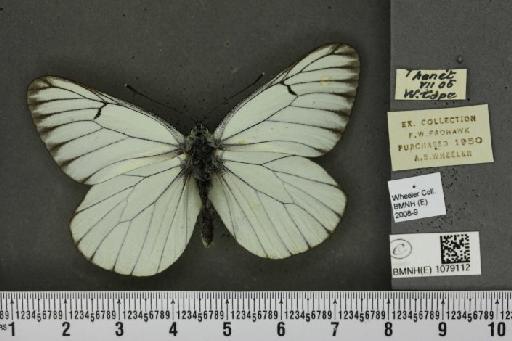 Aporia crataegi (Linnaeus, 1758) - BMNHE_1079112_70130