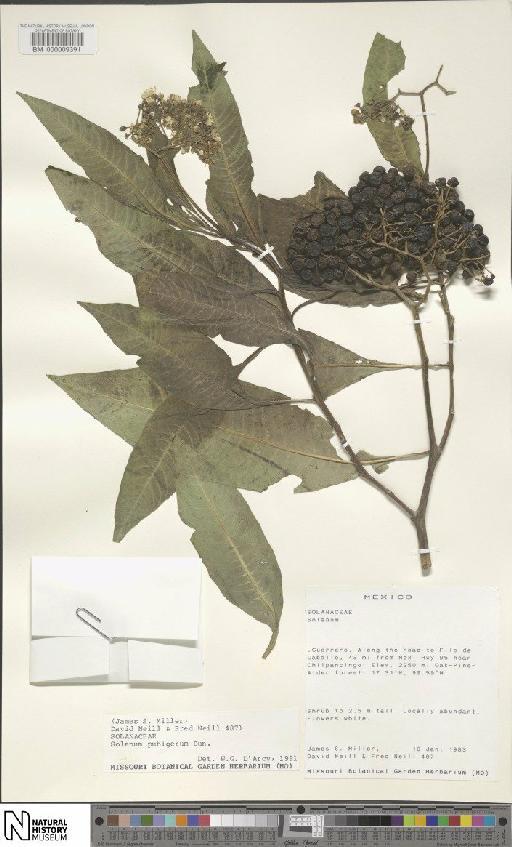Solanum pubigerum Dunal - BM000009391