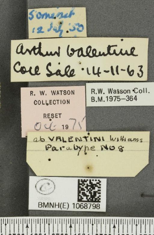 Melanargia galathea serena ab. valentini Williams, 1951 - BMNHE_1068798_label_34536