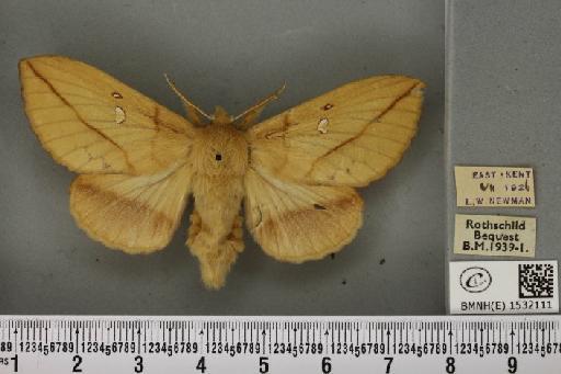 Euthrix potatoria (Linnaeus, 1758) - BMNHE_1532111_197586