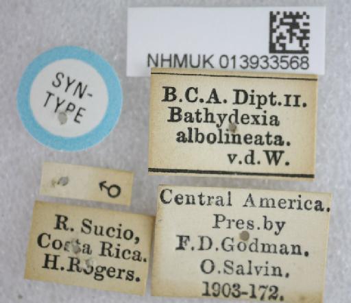 Bathydexia albolineata van der Wulp, 1891 - Bathydexia albolineata ST labels