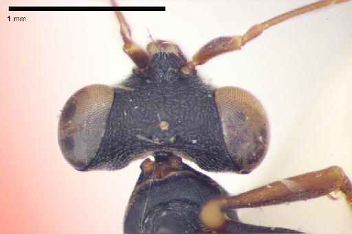 Neodryinus radialis Olmi, 1984 - 010576178-NHMUK-Neodryinus_radialis-holotype-female-head-dorsal-6_3x.tif