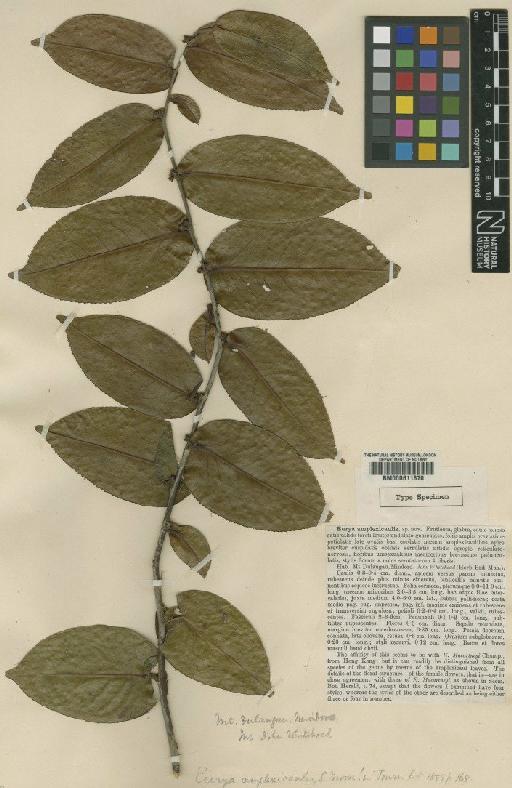 Eurya amplexicaulis Moore - BM000611870