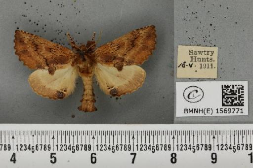 Ptilodon capucina (Linnaeus, 1758) - BMNHE_1569771_496622