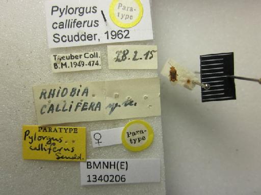 Pylorgus calliferus Scudder, 1962 - Pylorgus calliferus-BMNH(E)1340206-Paratype female dorsal & labels 2